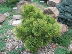 Mugo Pine, Mugho Pine, Swiss Mountain Pine, Mountain Pine 'Zundert'
