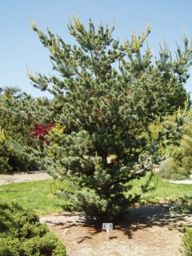 Japanese White Pine Aoba jo