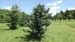 Japanese White Pine Baldwin