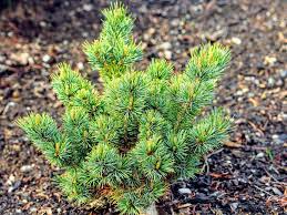 Japanese White Pine Catherine Elizabeth