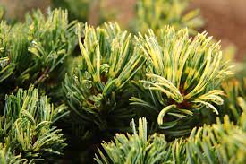 Japanese White Pine Fukai