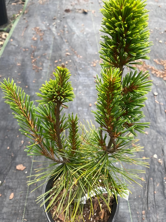Japanese White Pine Gimborns Pyramid