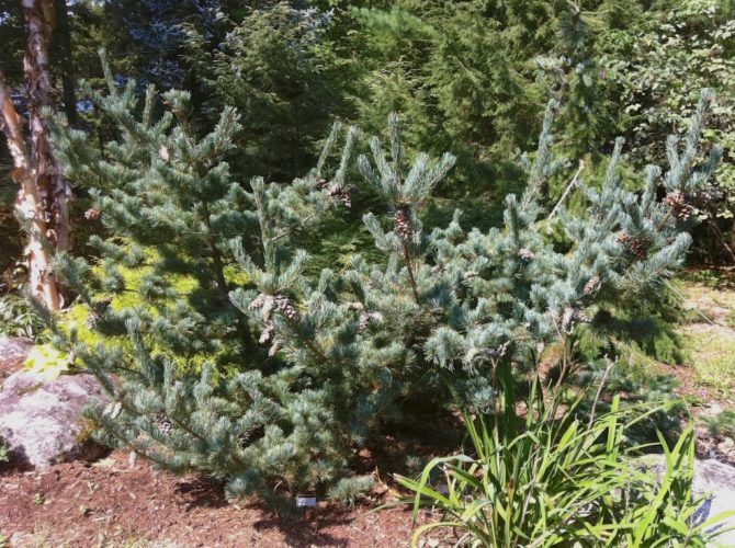 Japanese White Pine Go-Gin