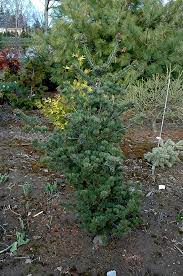 Japanese White Pine HIllier