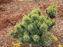 Japanese White Pine Kinpo