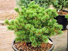 Japanese White Pine Myojo