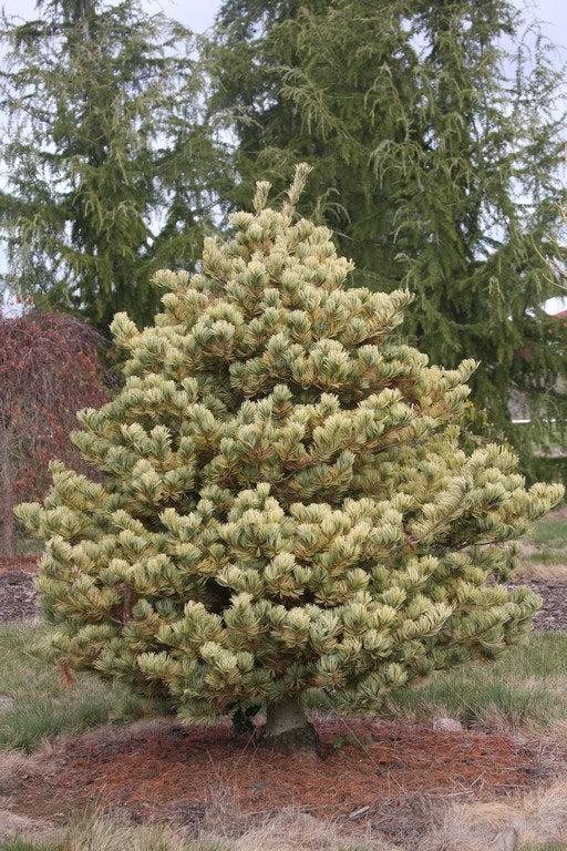 Japanese White Pine Ogon