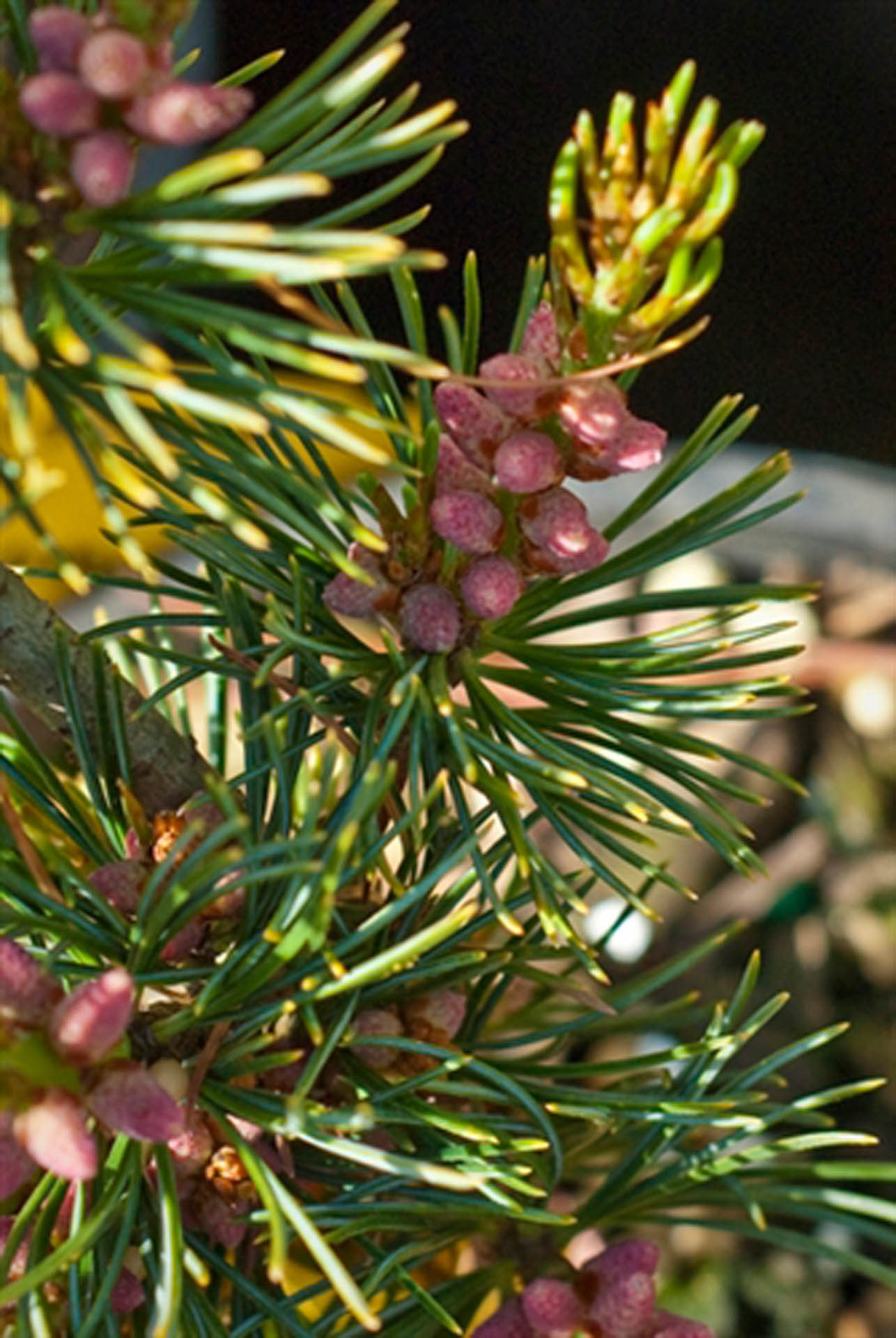 Japanese White Pine Tone