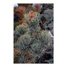 Japanese White Pine Watnong