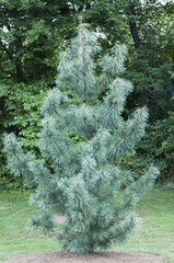 Korean Pine 'Verkade's Special'