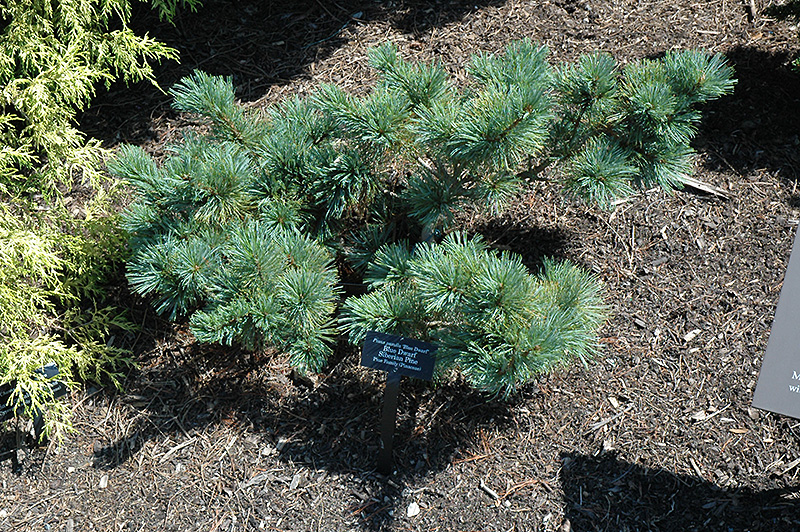 Japanese Stone Pine, Dwarf Siberian Pine Dwarf Blue