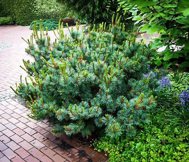 Japanese Stone Pine, Dwarf Siberian Pine Jeddeloh