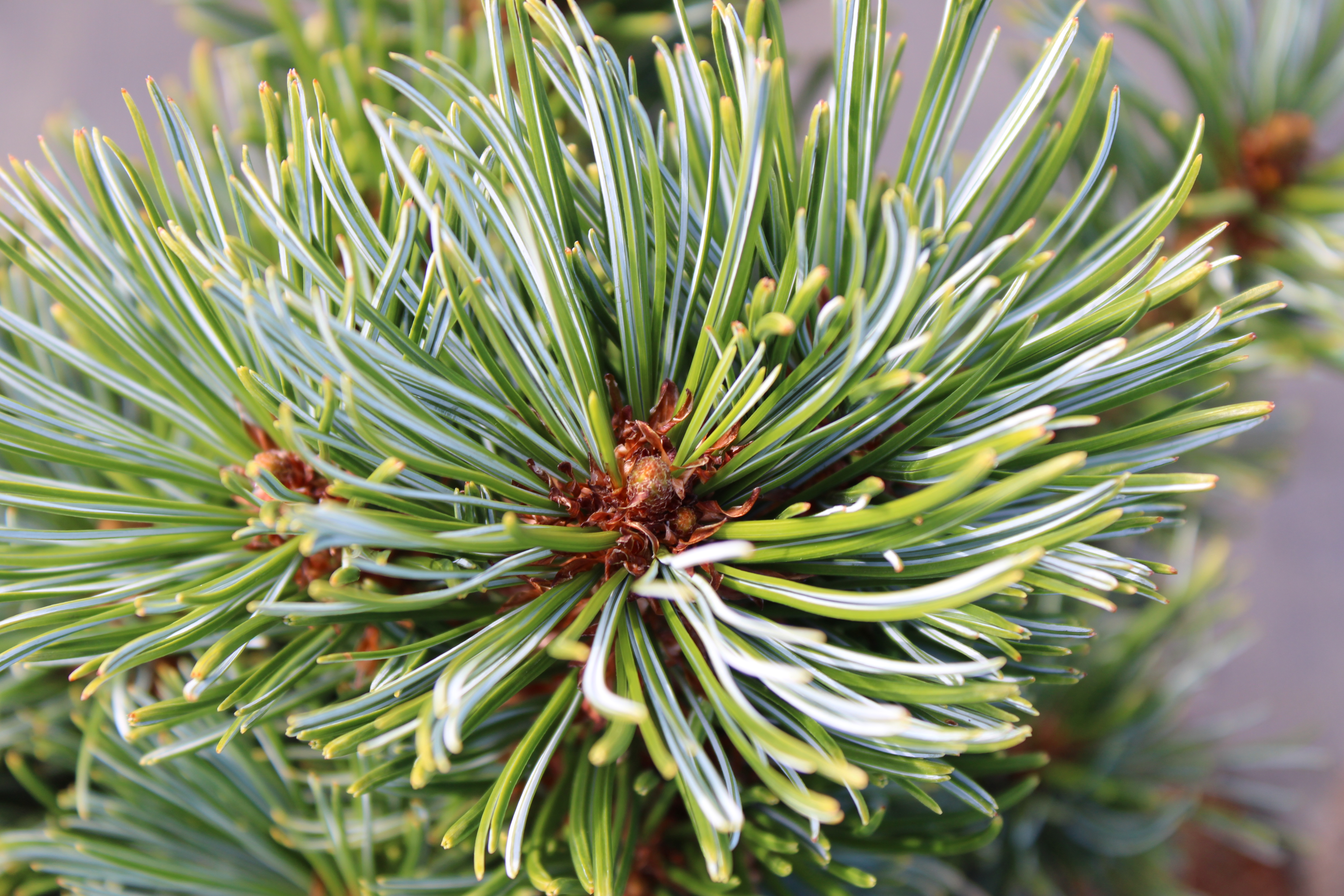 Japanese Stone Pine, Dwarf Siberian Pine NA 43537
