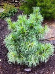 Schwerin Pine Wiethorst