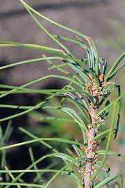 Eastern White Pine Bennett Clump Leaf