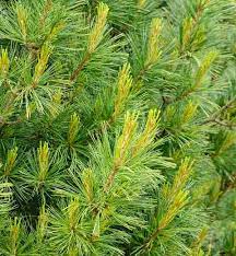 Eastern White Pine Densa