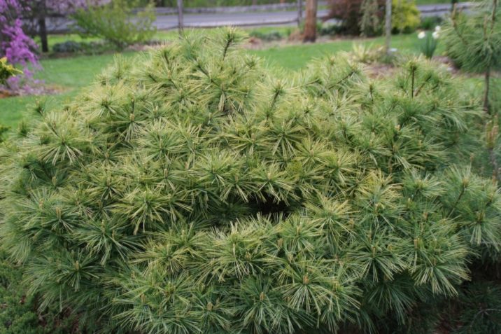 Eastern White Pine Hershey