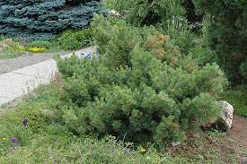 Eastern White Pine Macopin