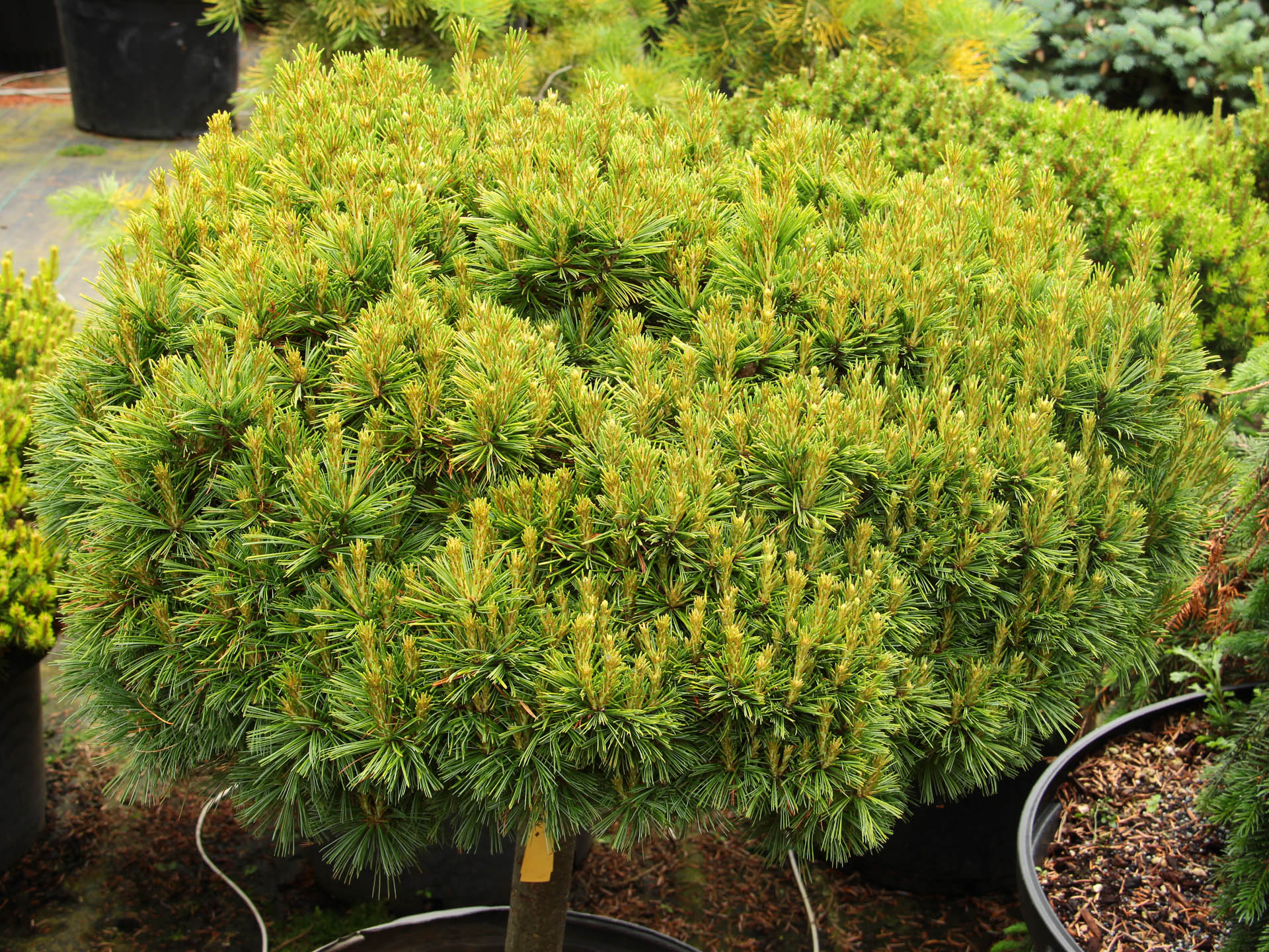Eastern White Pine Mary Sweeny