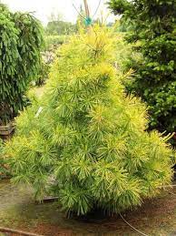 Eastern White Pine National Life