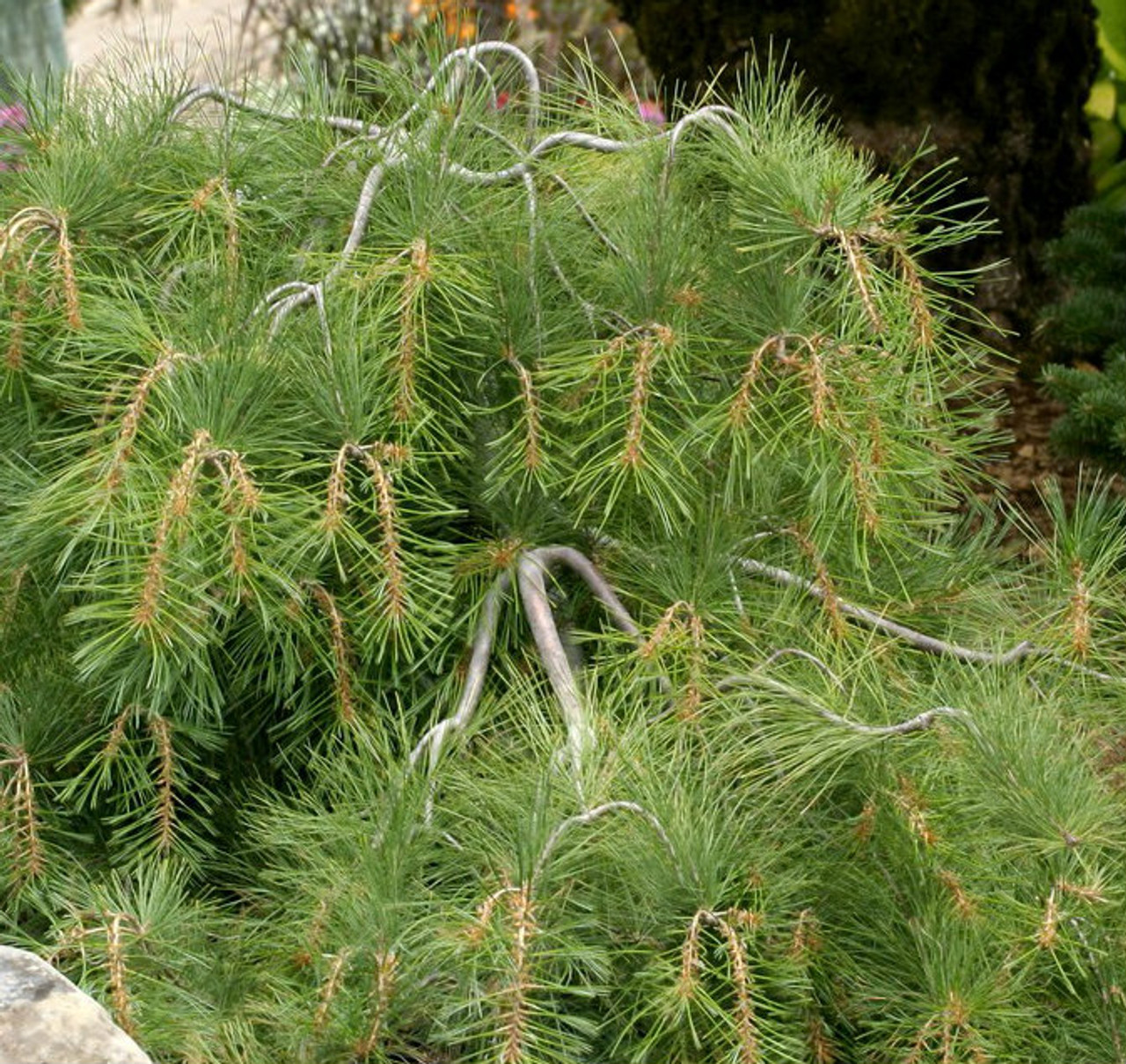 Eastern White Pine Stonybrook
