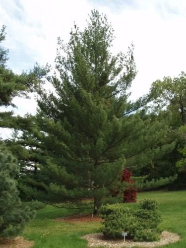 Eastern White Pine Torulosa