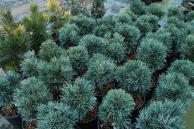 Scots Pine, European Redwood, Scotch Pine Bennett Compact