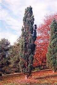Scots Pine, European Redwood, Scotch Pine Fastigiata
