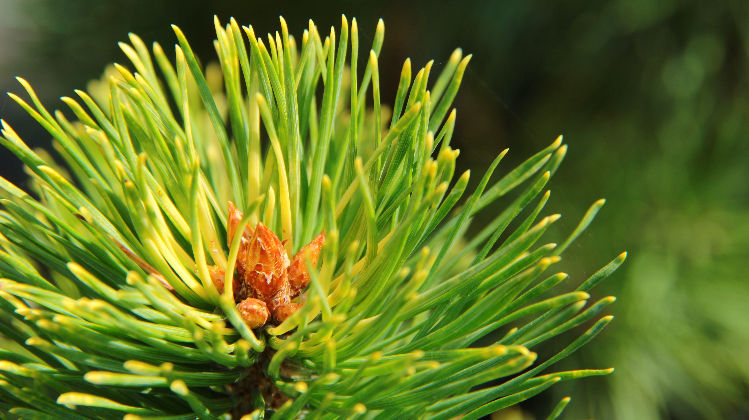 Scots Pine, European Redwood, Scotch Pine Gold Medal
