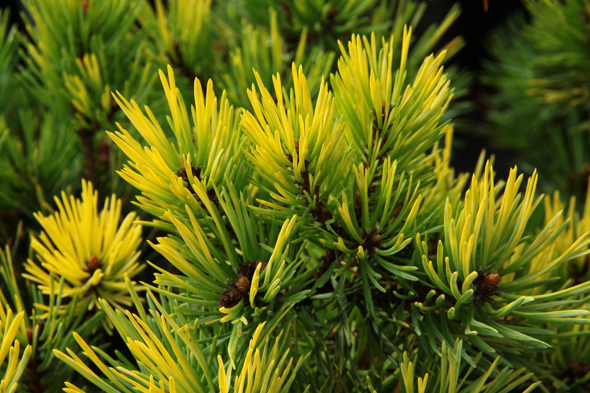 Scots Pine, European Redwood, Scotch Pine KBN Gold