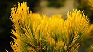 Scots Pine, European Redwood, Scotch Pine Nisbet Aurea