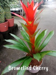Guzmania Bromeliad 'Cherry'