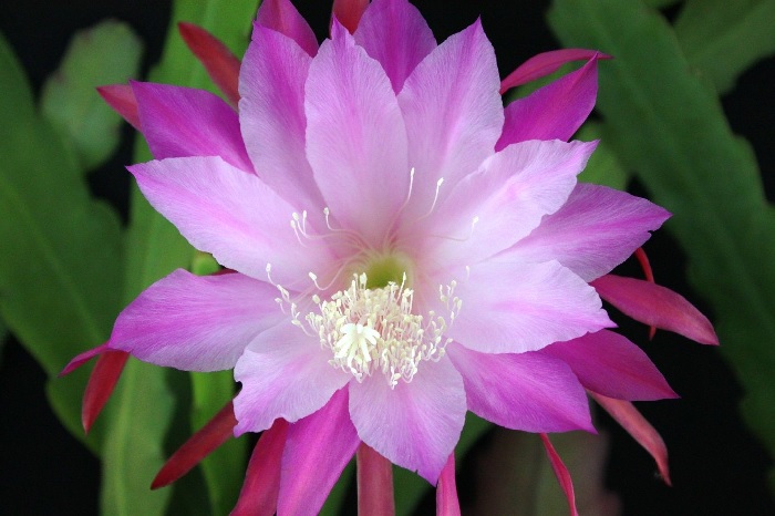 Hybrid Epiphyllum, Orchid Cactus, Epicactus Moonlight Sonata