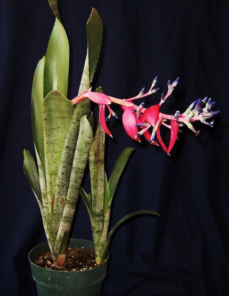 Quesnelia Bromeliad Species