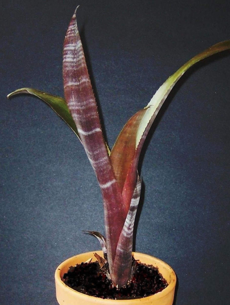 Billbergia Bromeliad, Queens Tears Muriels Grandchild