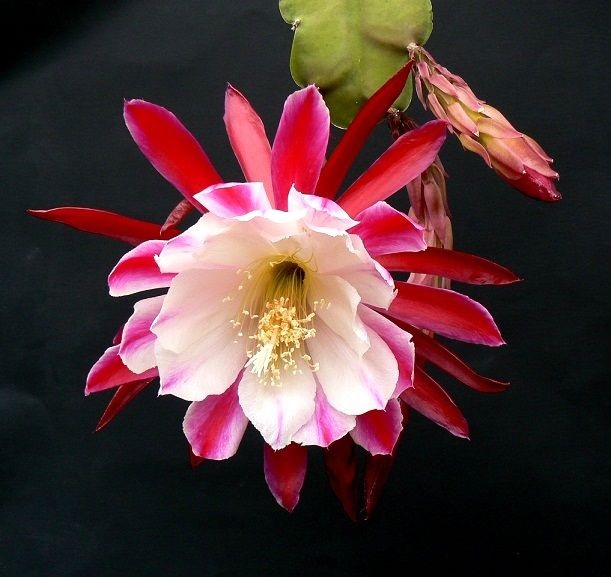 Hybrid Epiphyllum, Orchid Cactus, Epicactus Clown