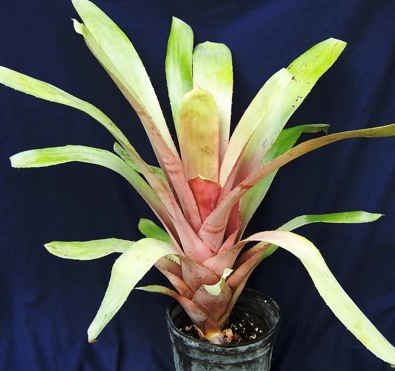Aechmea Bromeliad, Urn Plant J. C. Superstar