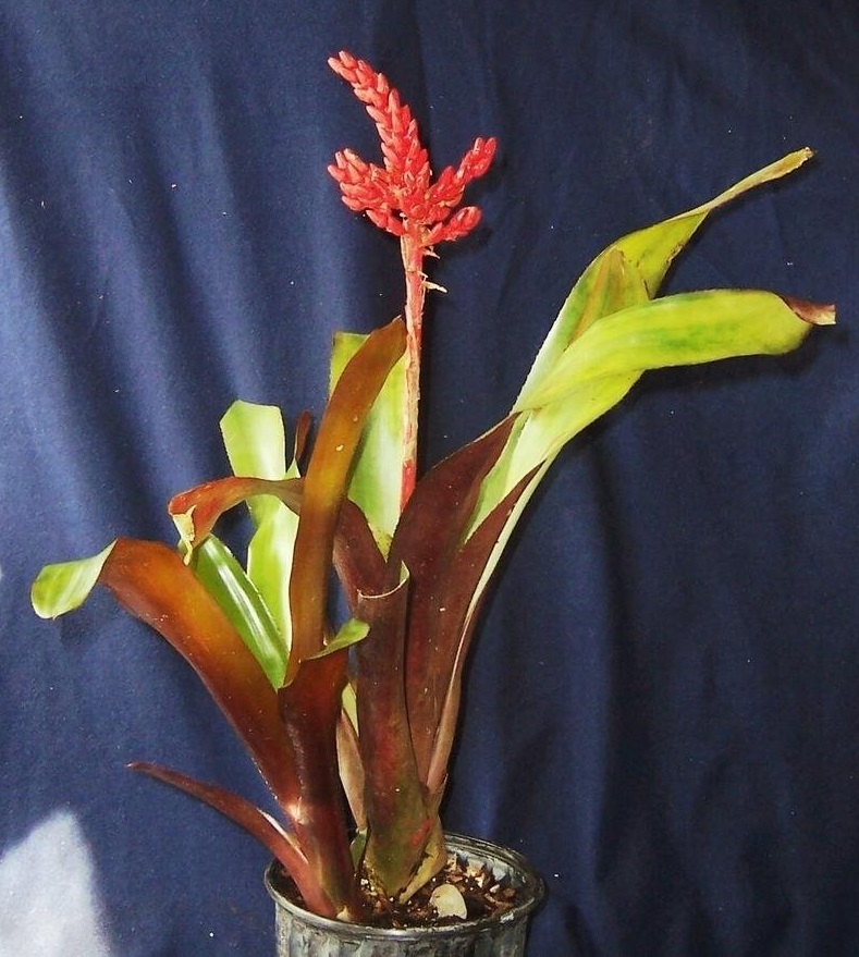 Aechmea Bromeliad, Urn Plant Electrica
