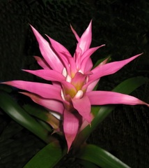 Guzmania Bromeliad 'Gwendolyn'