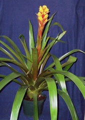 Guzmania Bromeliad 'Graaf Van Hoorn'