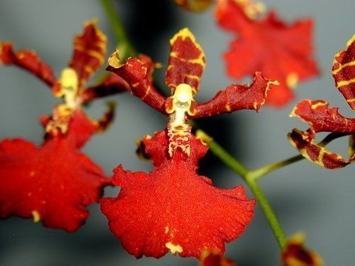 Orchid, Cyrtogomestele Susan Kaufman Red