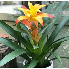 Guzmania Bromeliad, Tufted Airplant 'Marjan'