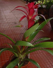 Guzmania Bromeliad 'Jazz'