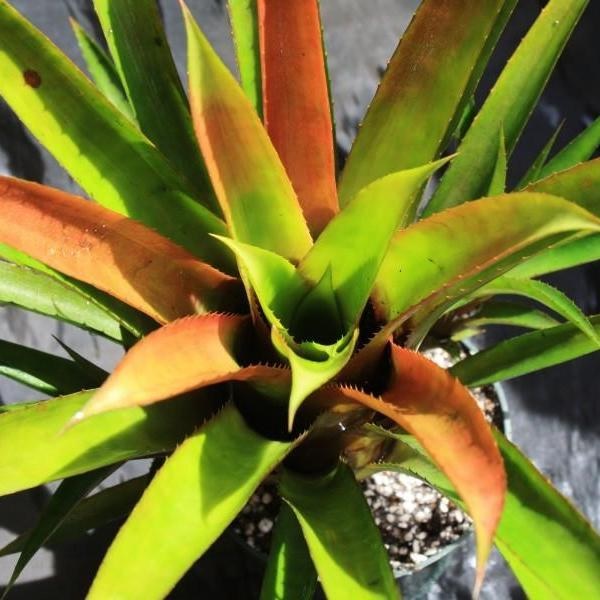 Aechmea Bromeliad, Urn Plant Echidna