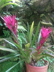 Guzmania Bromeliad 'Amaranth'