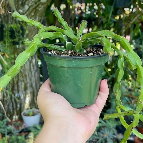 Rhipsalis Species, Chain Cactus, Chain Rhipsalis, Link Plant