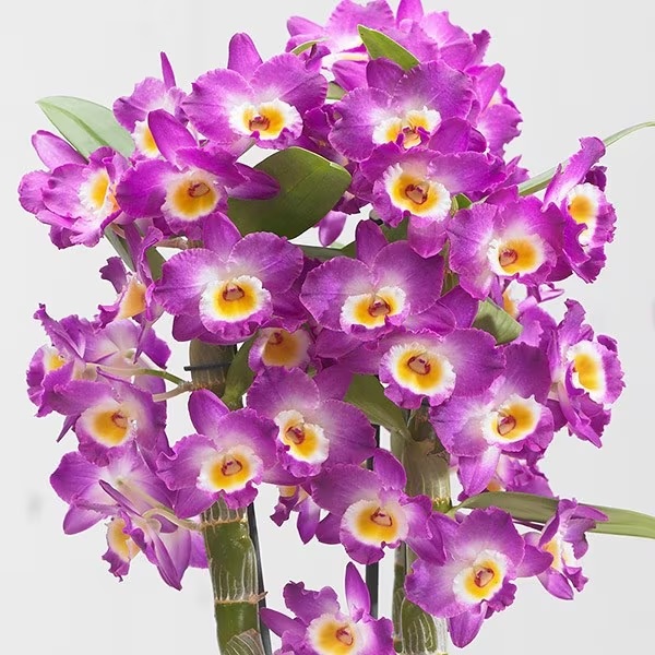 Orchid, Dendrobium Comet King