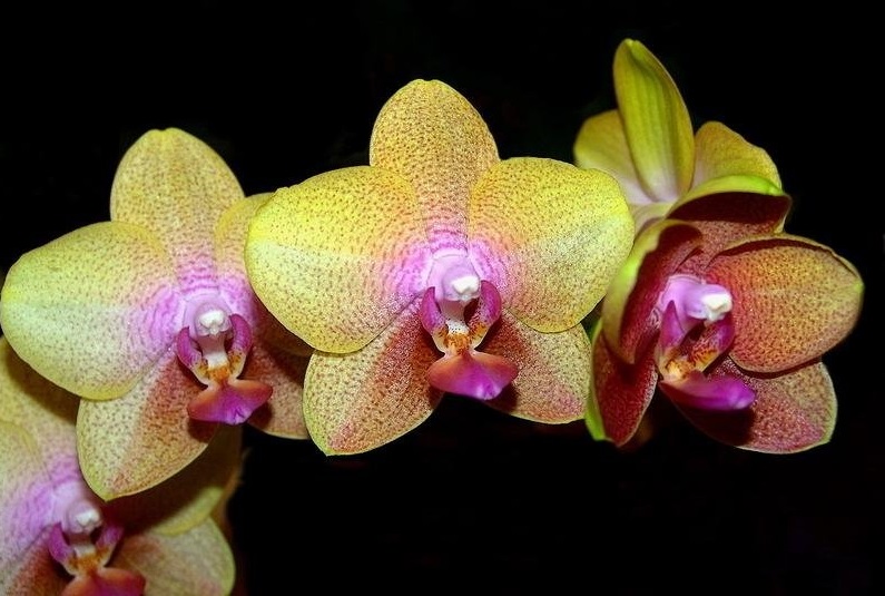 Orchid, Moth Orchid, Phalaenopsis Brother Sara Gold