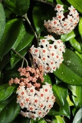 Hoya Species, Wax Plant, Porcelain Flower