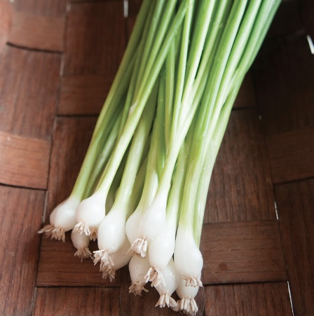 Allium, Garden Onion, Bunching Onion Guardsman